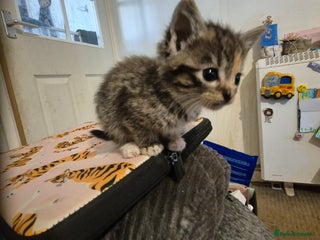 Mixed Breed cats for sale - Advert 1