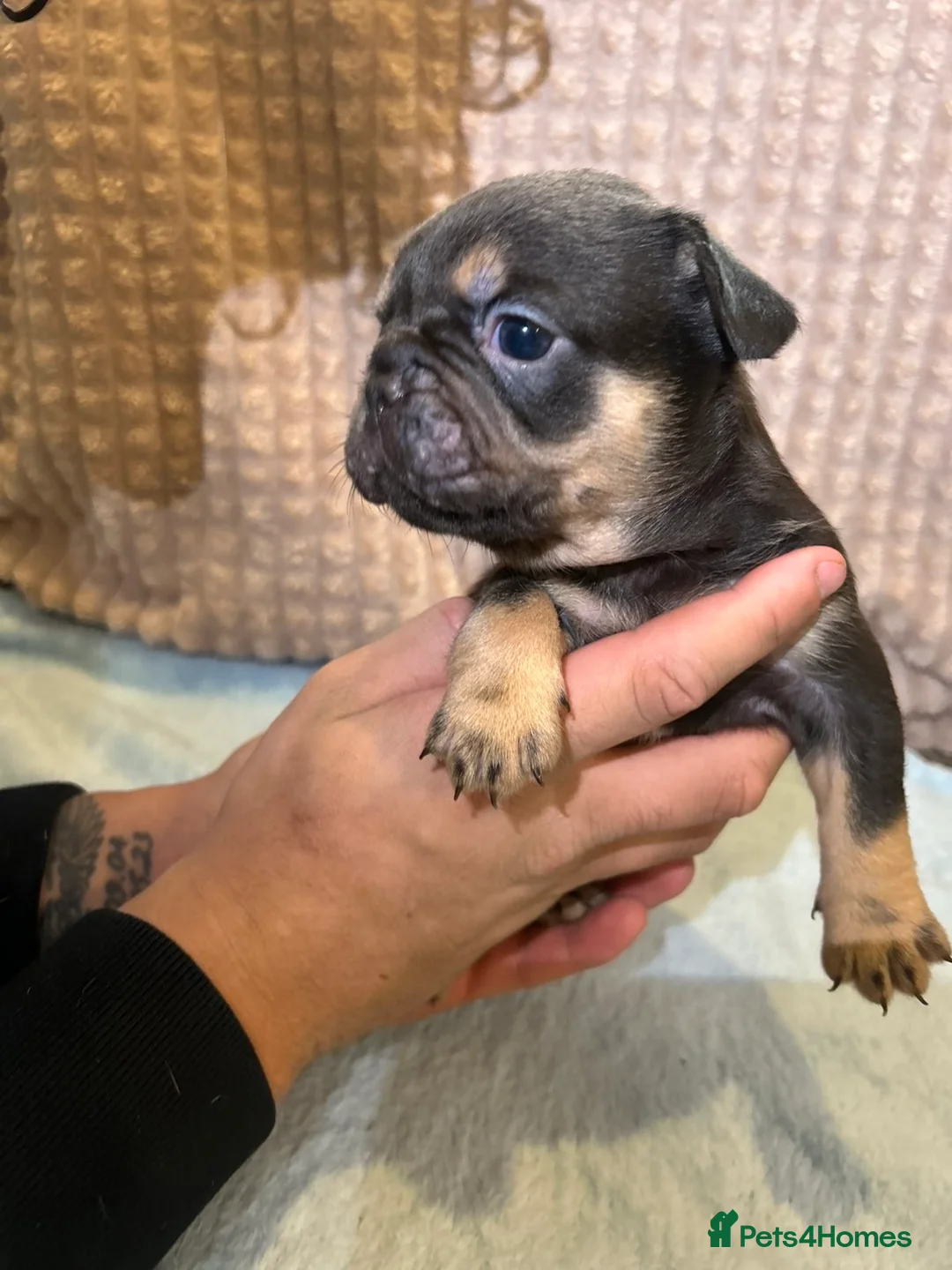 French Bulldog dogs for sale: French bulldog puppies fluffie carriers  - Advert 9