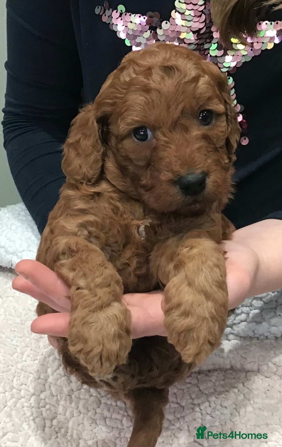 Labradoodle dogs for sale: 5* MINI F1B LABRADOODLE PUPPIES. - Advert 21