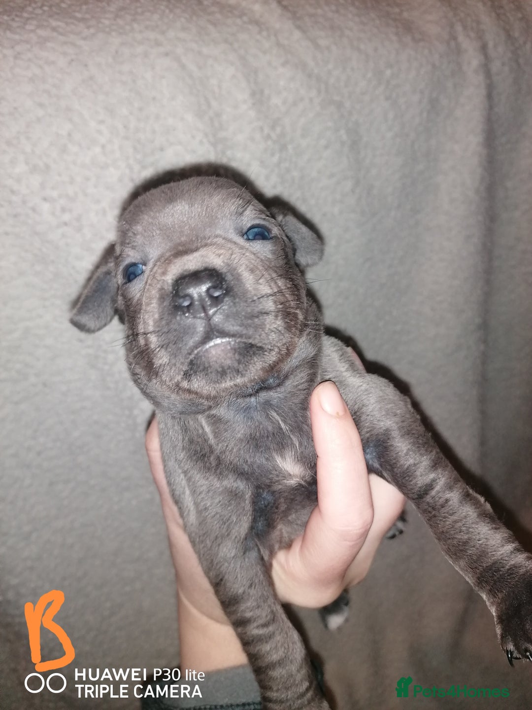 Staffordshire Bull Terrier dogs for sale: Stunning blue Staffordshire bull terrier puppies  - Advert 5