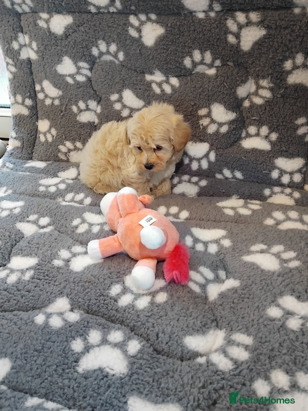 Maltipoo dogs for sale: Maltipoo puppies  - Advert 21