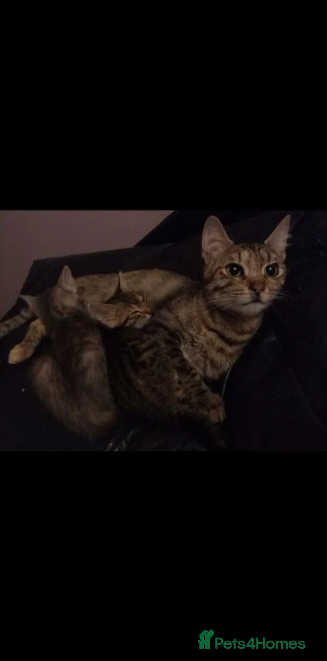 Mixed Breed cats for sale: Brown Silver Blue Red Cream X Bengal X young Cats - Advert 1