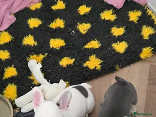 French Bulldog dogs 3 Stunning French bulldog pups Available in Annan - Advert 4