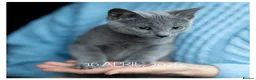 Russian Blue cats for sale: Adorable Russian Blue Kitten. TICA. - Advert 1
