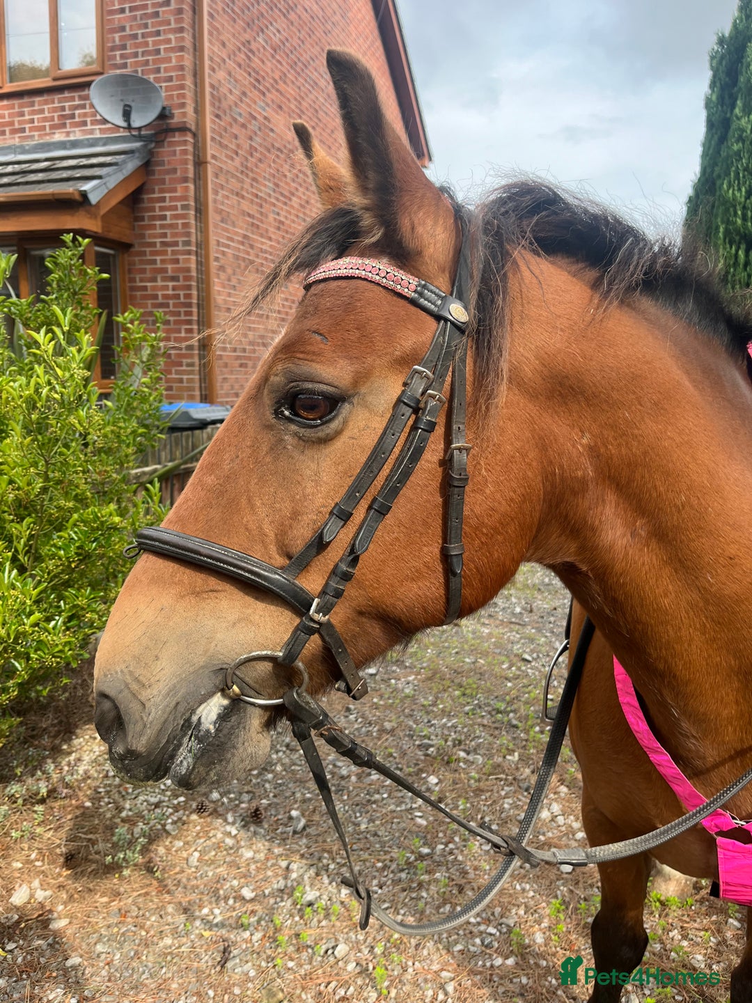 Other Breed horses for sale: Looking for new home  - Advert 5