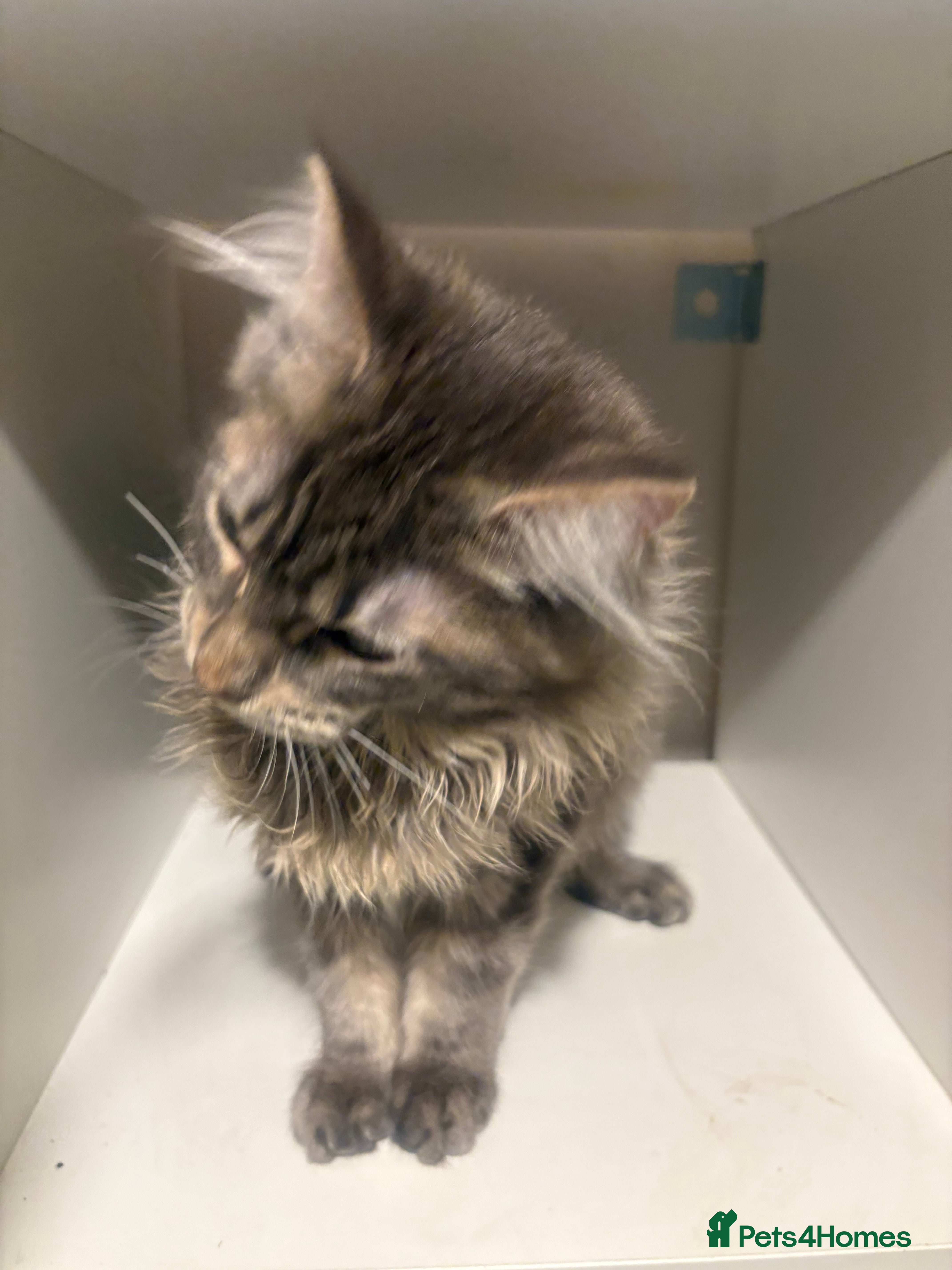 Maine Coon cats Tica maine coon kittens  - Advert 5