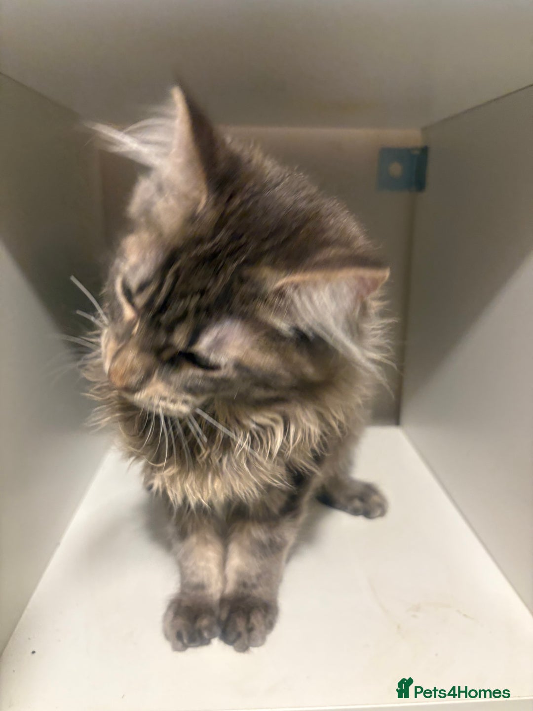 Maine Coon cats for sale: Maine coon  - Advert 7