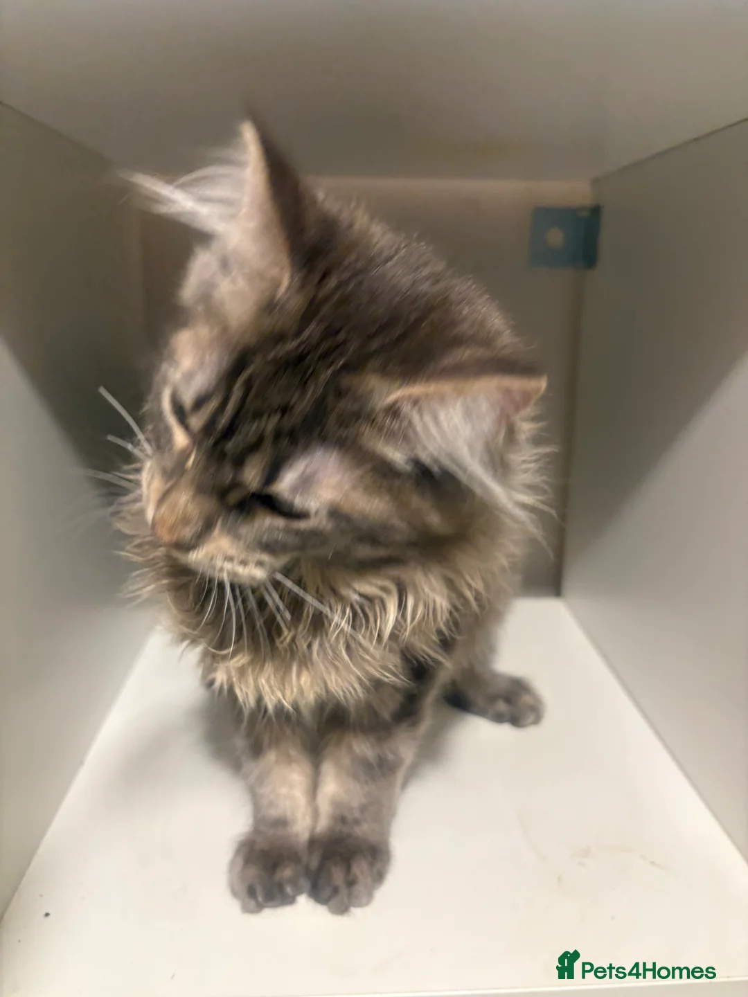 Maine Coon cats for sale: Pedigree Maine coon - Advert 3