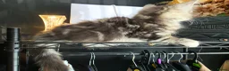 Persian cats for sale: Persian Mix Male Kitten - Advert 16