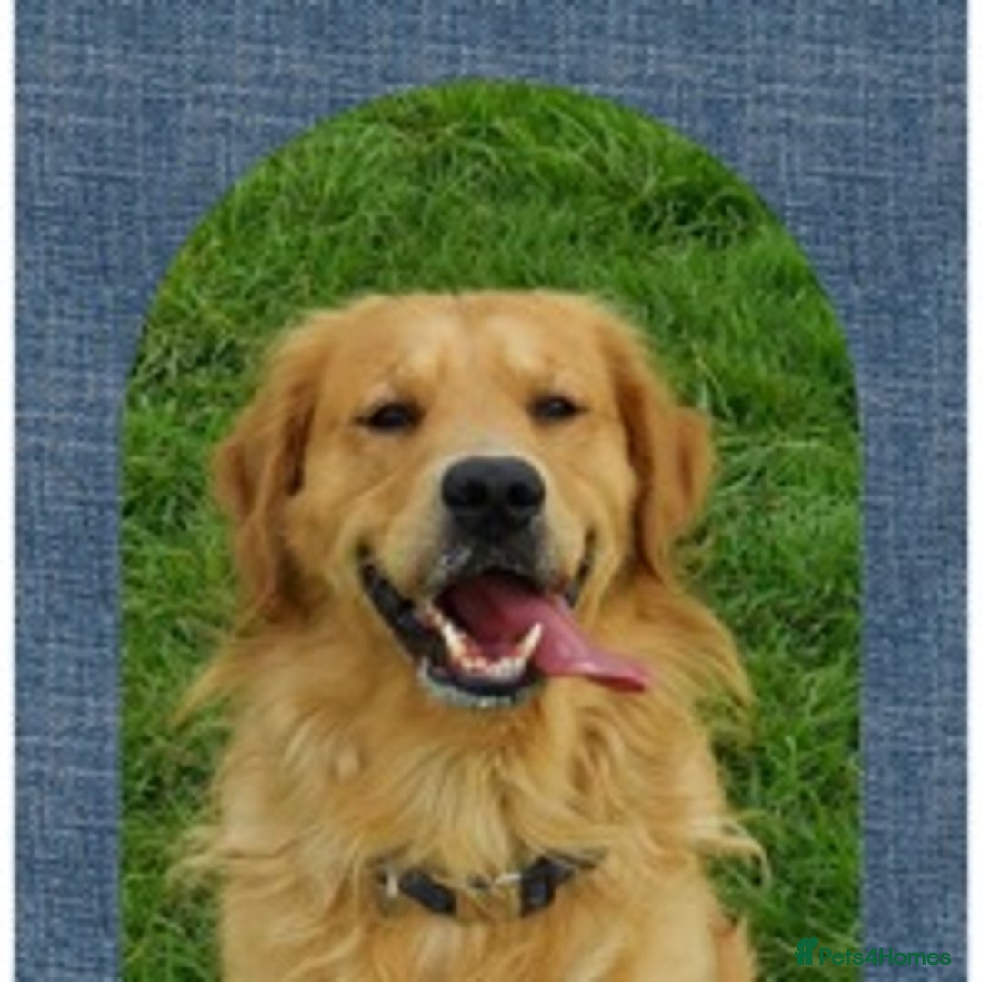 Golden Retriever dogs for stud: health tested golden retriever stud, large litters in Bury Saint Edmunds - Advert 10