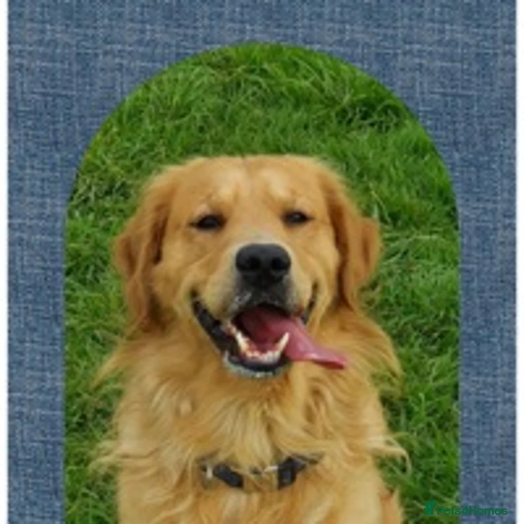 Golden Retriever dogs for stud: health tested golden retriever stud, large litters in Bury Saint Edmunds - Advert 10