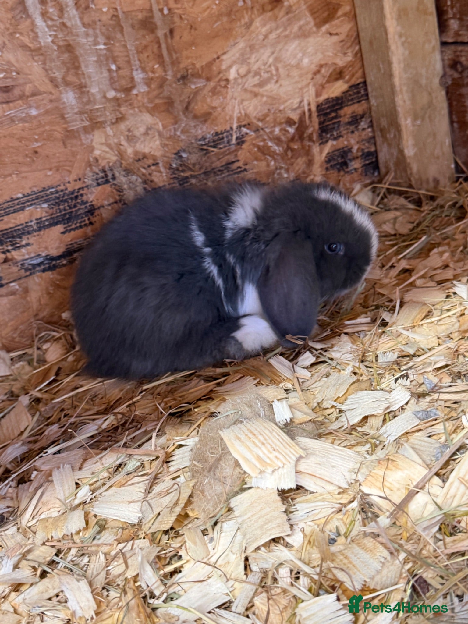Lionhead rabbits Mini lops- Ready 10th July - Advert 1