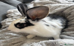 Lionhead rabbits for sale: 2 rabbits 10 months old  - Image 8