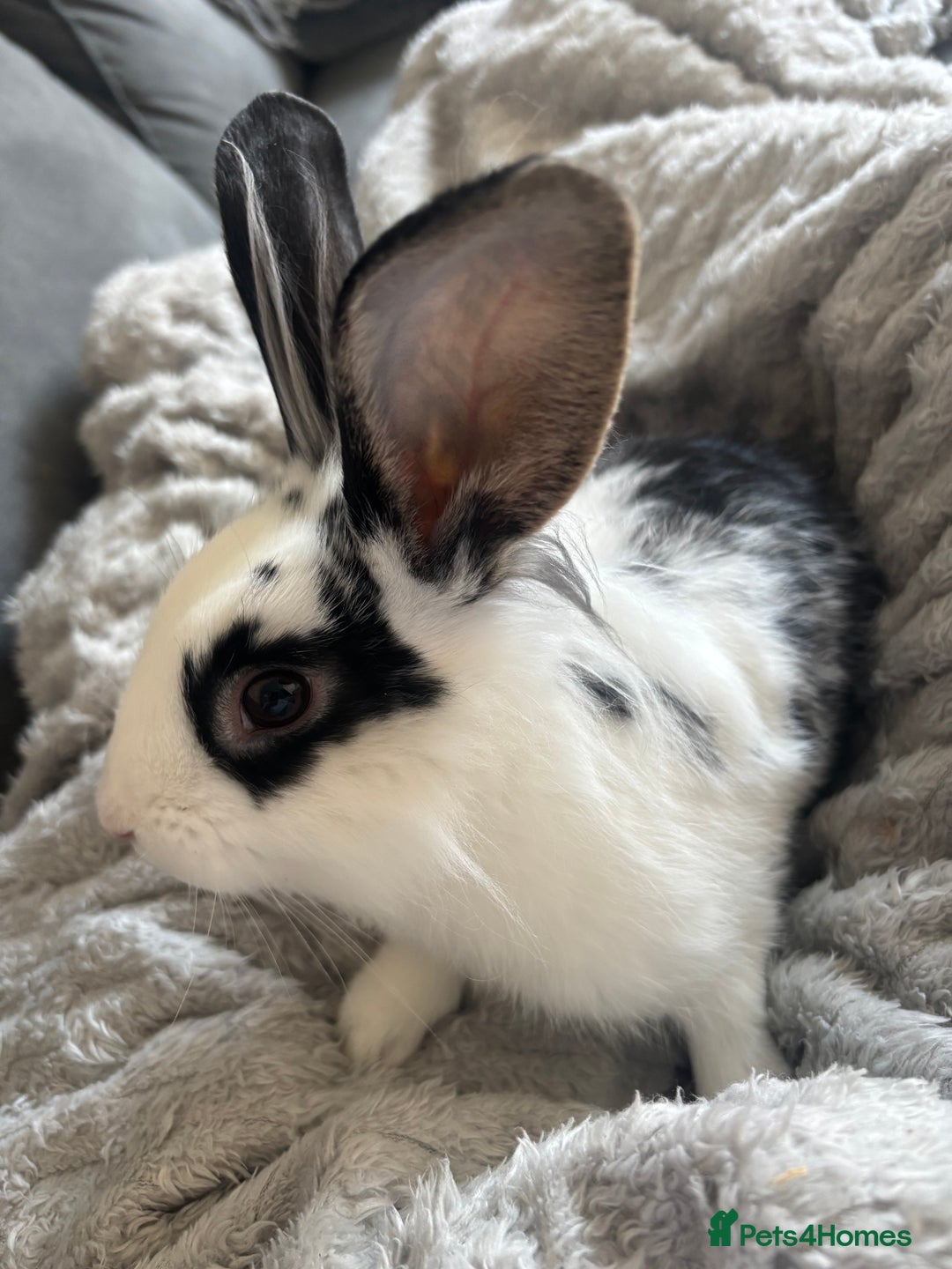 Lionhead rabbits for sale: 2 rabbits 10 months old  - Image 8