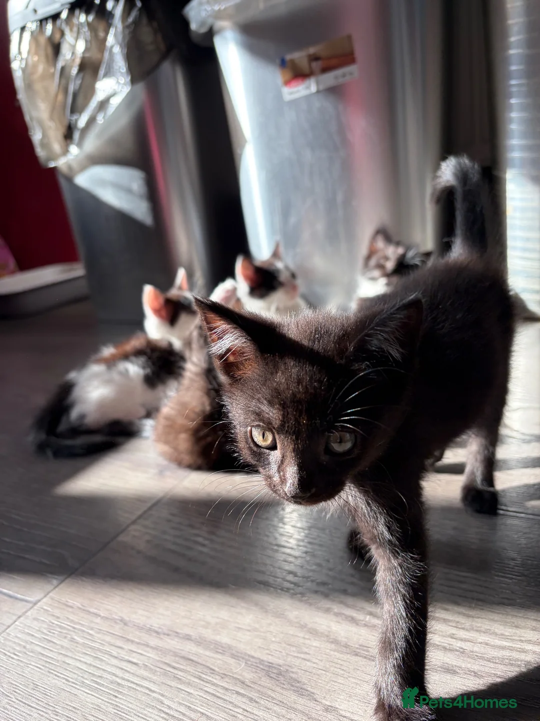 British Shorthair cats for sale: Make and female kittens - Advert 2