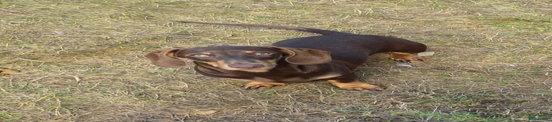 Miniature Dachshund Puppy 5 Brown Girl