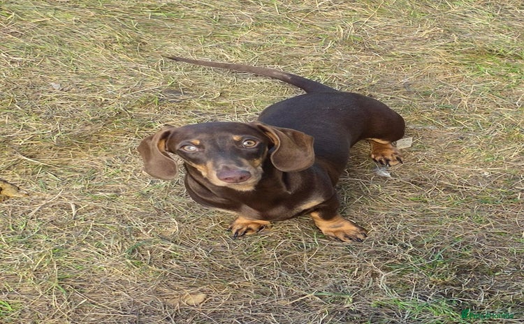 Miniature Dachshund dogs in Leeds - Advert 14