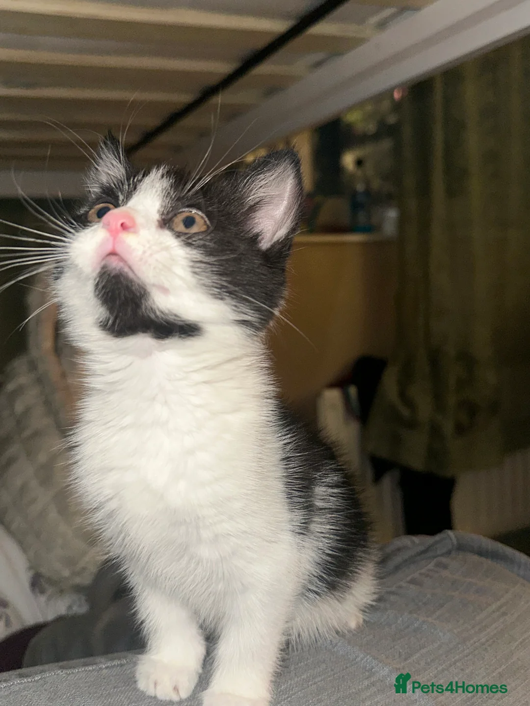 Mixed Breed cats for sale: mixed breed female kitten in need of a home!! - Advert 7