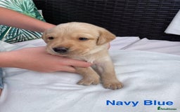 Labrador Retriever dogs for sale: Gorgeous Labrador Puppies for Sale  - Image 6