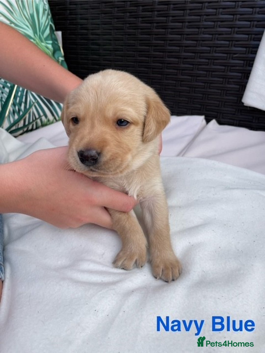 Labrador Retriever dogs for sale: Gorgeous Labrador Puppies for Sale  - Image 6