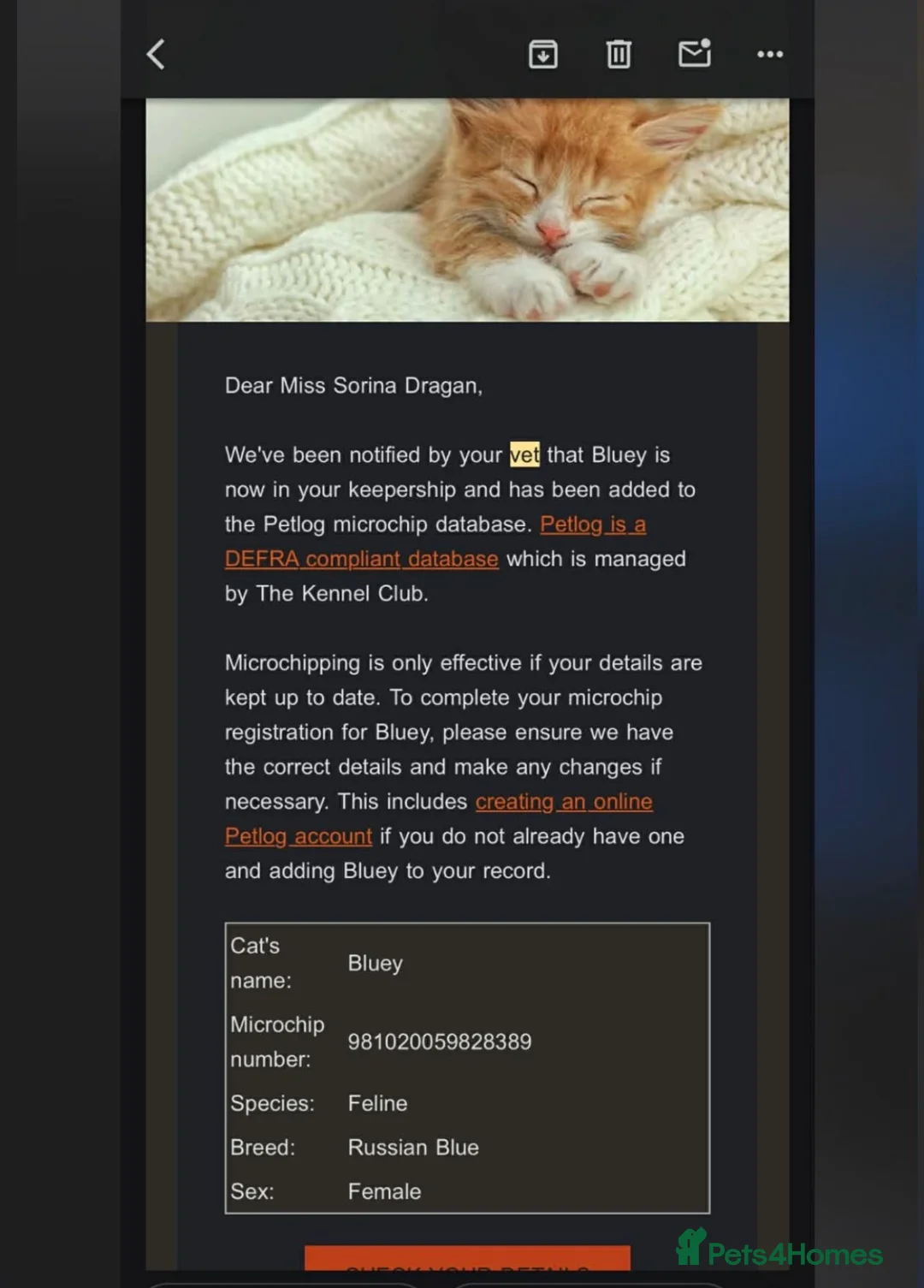 Russian Blue cats for sale:  Bluey and Bingo make beautiful baby cat Russian  - Advert 2