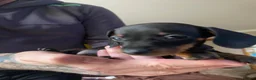 Miniature Dachshund dogs for sale: Mini dachshund puppies  in Dalkeith - Advert 14