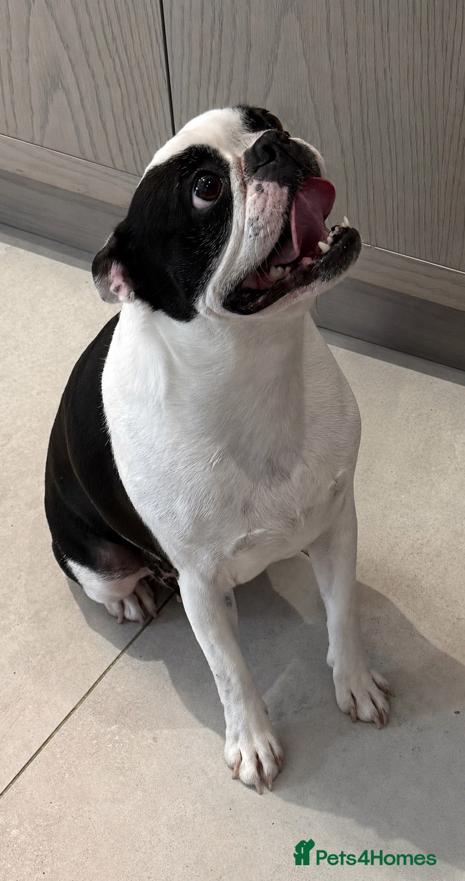 Boston Terrier dogs Boston Terrier female  - Advert 3