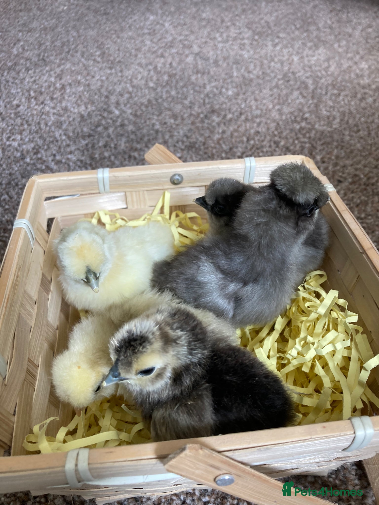 Chickens poultry Silkie bantam chicks mixed colour hatched 11/05/26 - Advert 2
