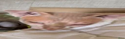 Sphynx cats for sale: Male SPHINX cat - Advert 2
