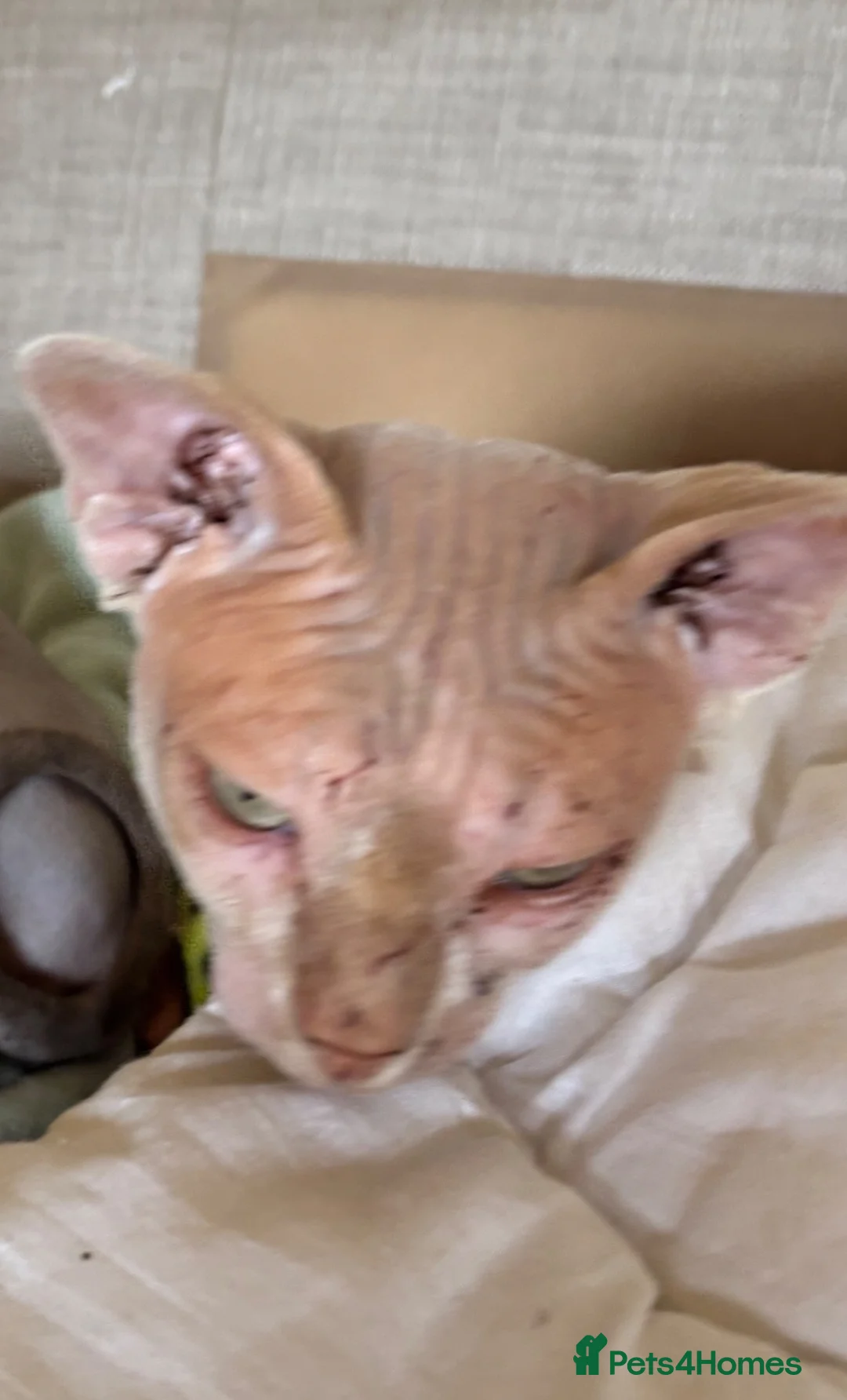Sphynx cats for sale: Male SPHINX cat - Advert 2