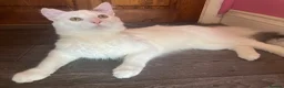 Turkish Angora cats for sale: Oreo (unknown male/female) abandoned by owner in Folkestone - Advert 2