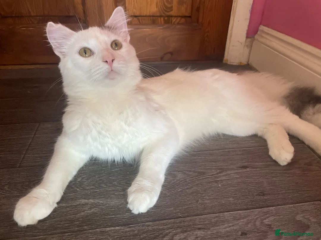 Turkish Angora cats for sale: Oreo (unknown male/female) abandoned by owner in Folkestone - Advert 2