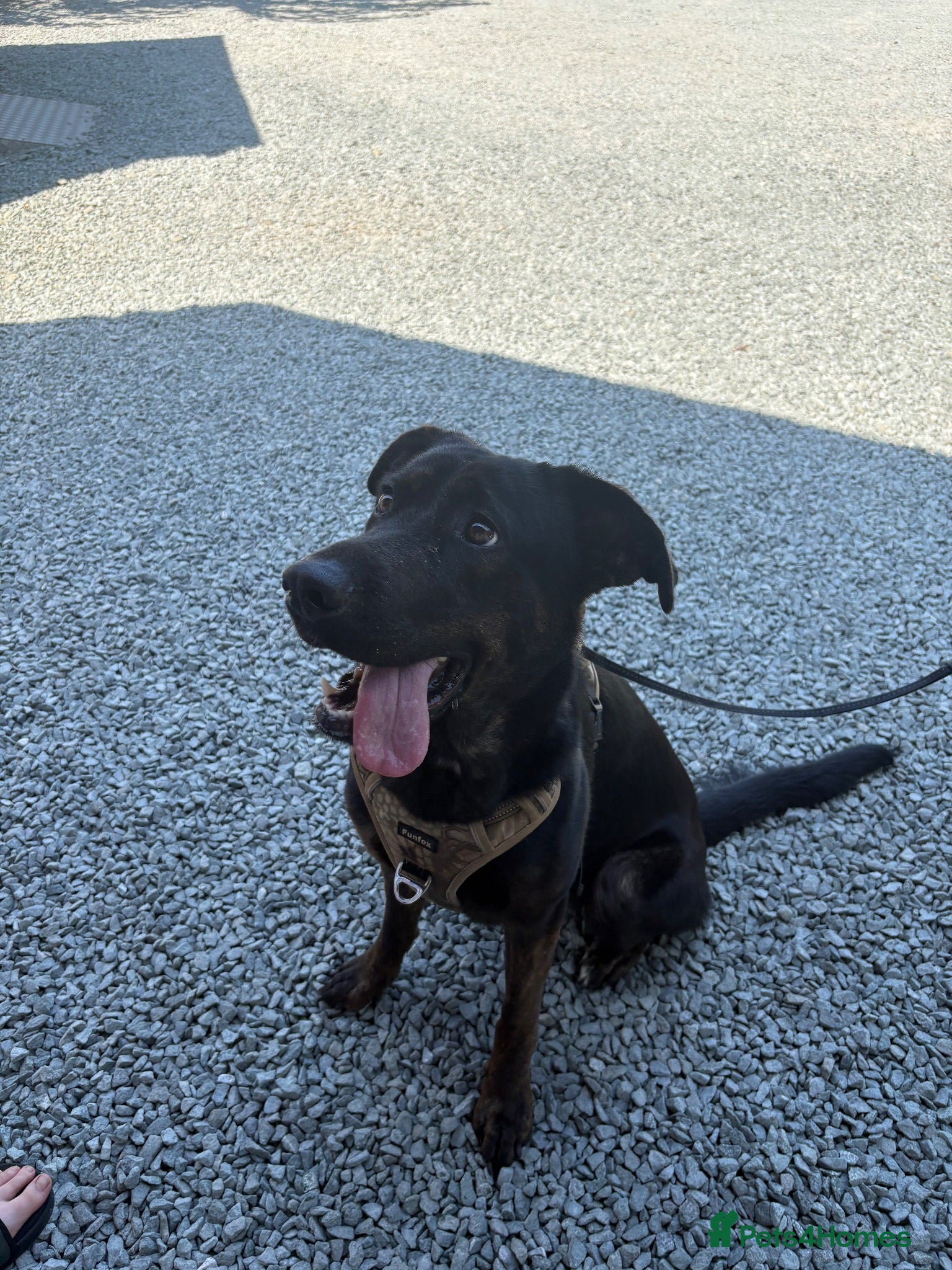 Mixed Breed dogs gorgeous cane corso/german shepard - Advert 2