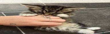 Mixed Breed 2