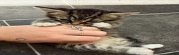 Mixed Breed cats for sale: Tabby and blue kittens - Advert 2