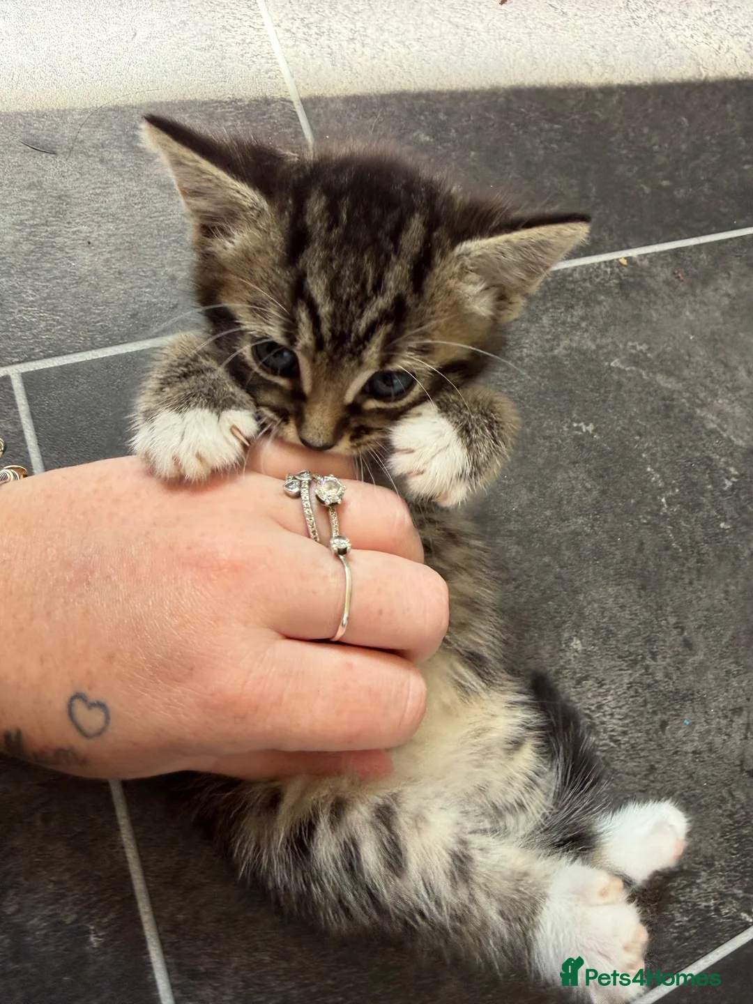 Mixed Breed cats for sale: Tabby and blue kittens - Advert 2