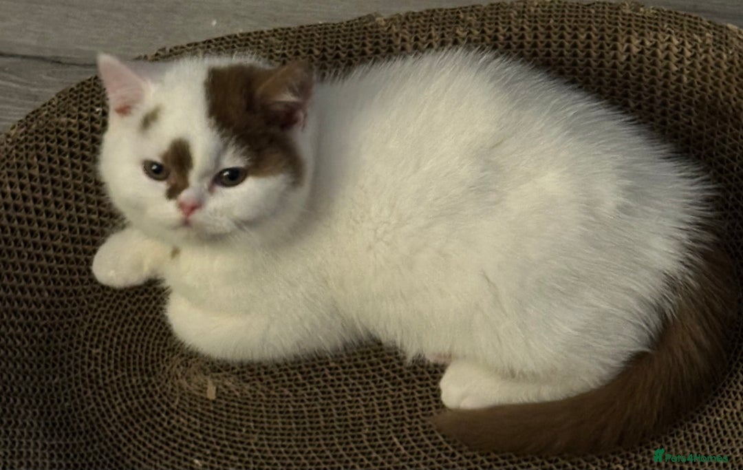 British Shorthair cats for sale: Cinnamon and white British Shorthair TICA - Advert 3