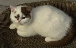 British Shorthair cats - Advert 4