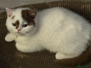 British Shorthair cats - Advert 13