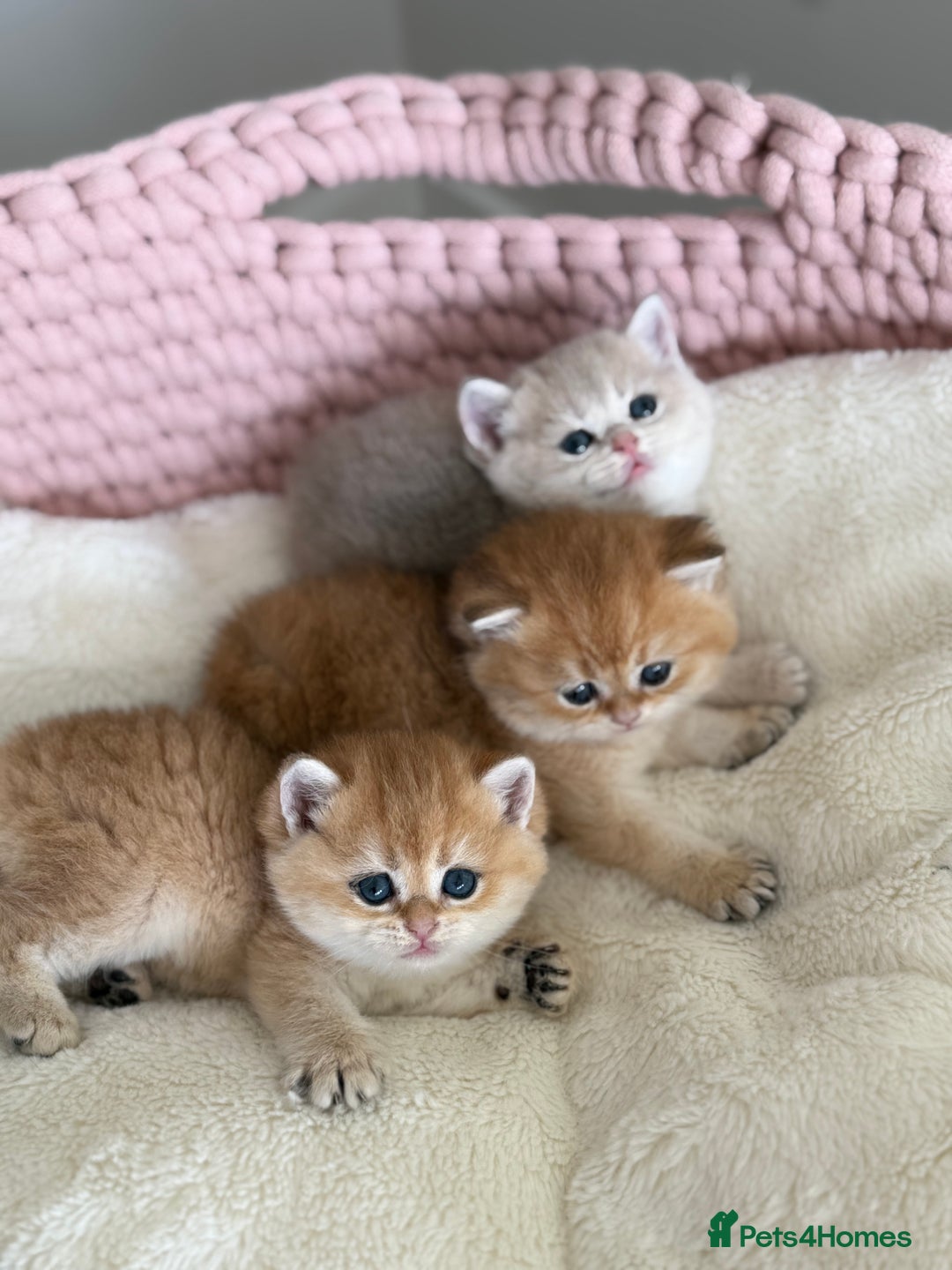 British Shorthair cats for sale: Golden Blue British Shorthair kittens  - Advert 9