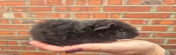 Guinea Pig rodents for sale: Various age piggies for sale - Advert 10