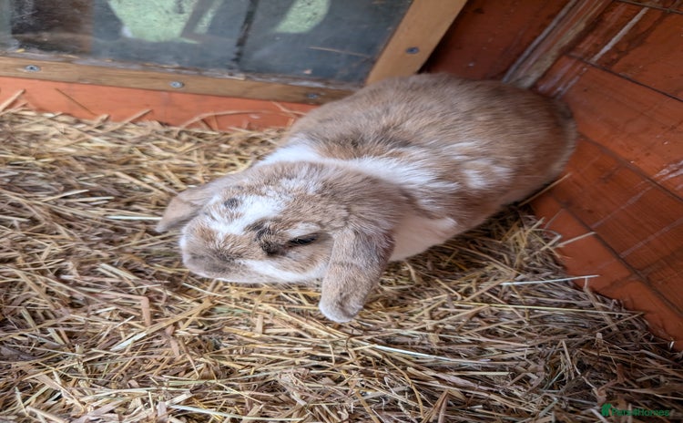 Mini Lop rabbits - Advert 1