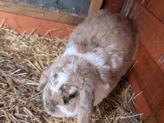 Mini Lop rabbits - Advert 22