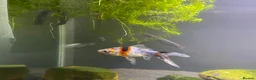 Goldfish fish for sale: Shubunkin goldfish 16cm - Advert 5