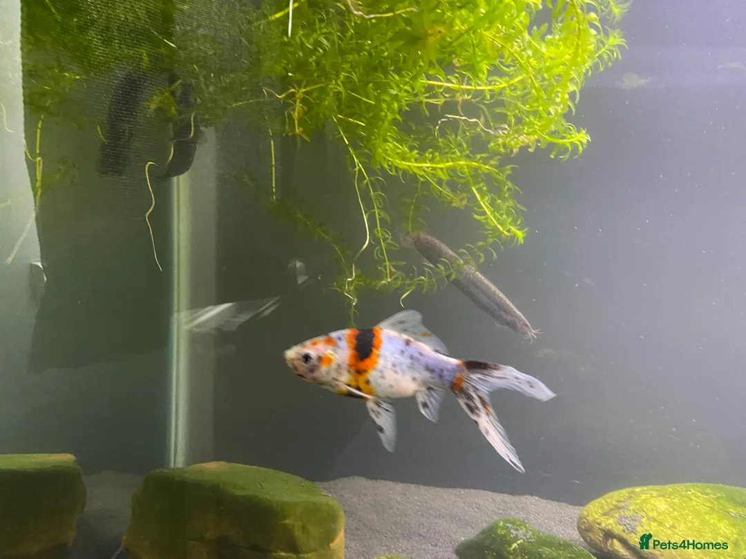 Goldfish fish for sale: Shubunkin goldfish 16cm - Advert 5