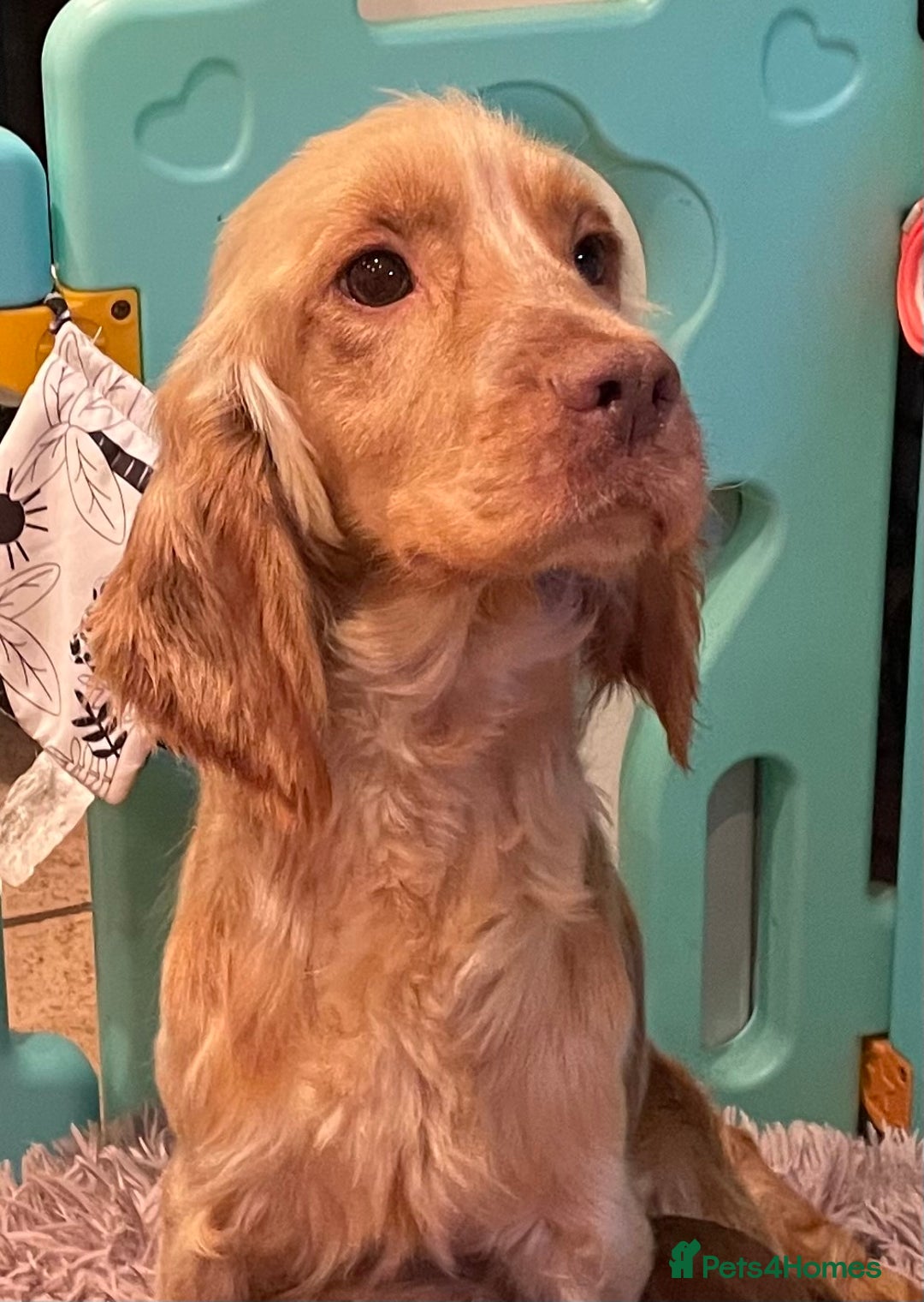 Cockapoo dogs for sale: F1 MINIATURE SHOWLINE COCKAPOO PUPPIES - Advert 6