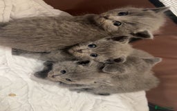 British Shorthair cats for sale: Bsh kittens  - Image 1