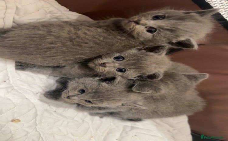British Shorthair cats - Advert 5