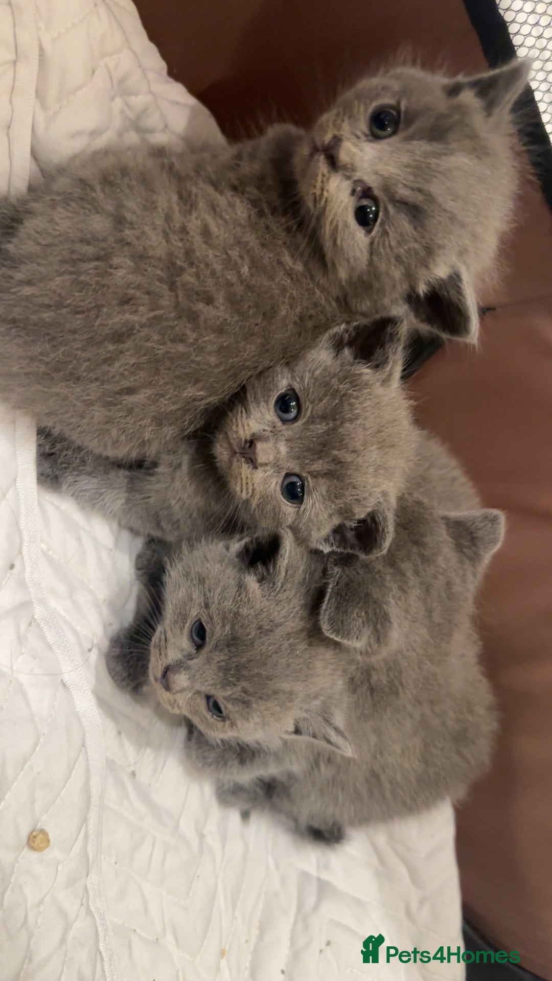 British Shorthair cats for sale: Bsh kittens  - Image 1