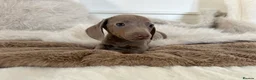 Miniature Dachshund dogs for sale: ✨MINI DACHSHUNDS ✨BOTH PARENTS KC✨ - Advert 12